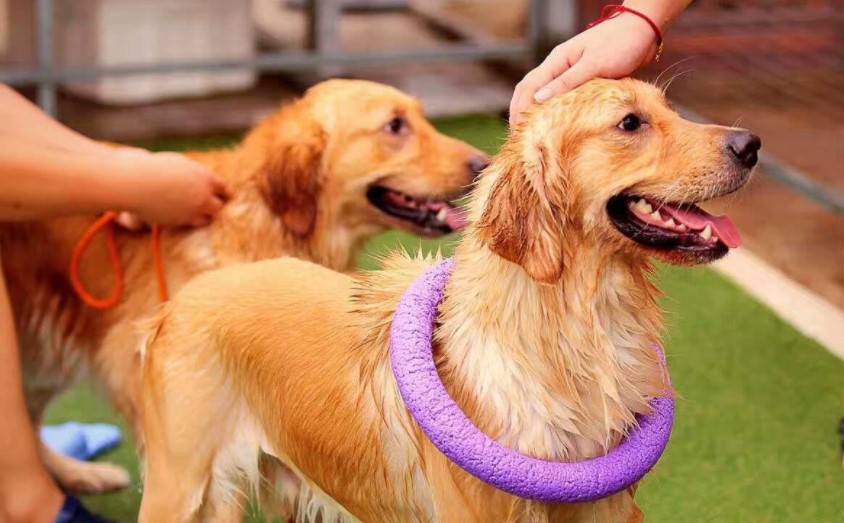 宠物行业商标注册类别