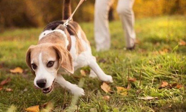 宠物行业商标注册类别