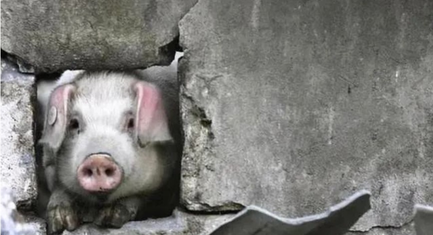 猪坚强被多人抢注商标