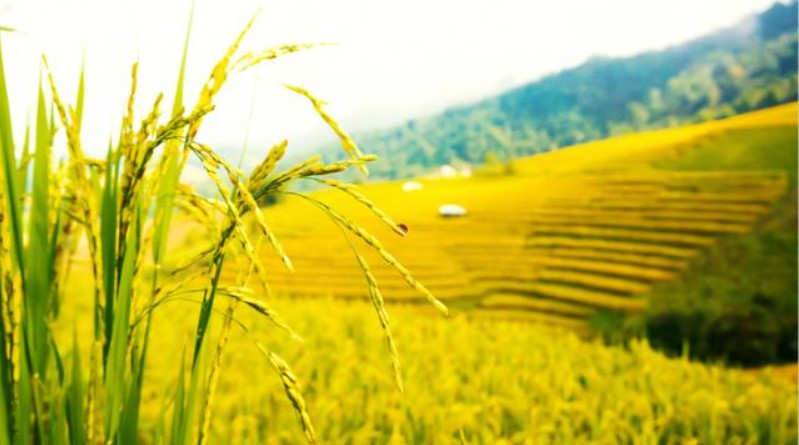 农业如何选择商标注册类别