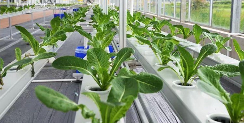 农业如何选择商标注册类别