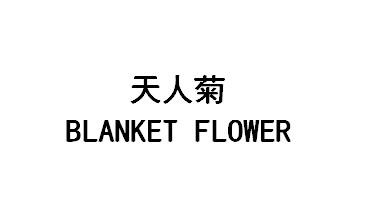 天人菊BLANKETFLOWER