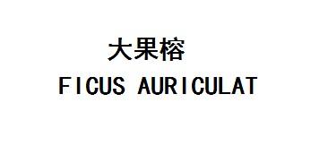 大果榕FICUSAURICULAT