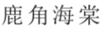 鹿角海棠