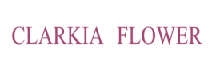 CLARKIAFLOWER